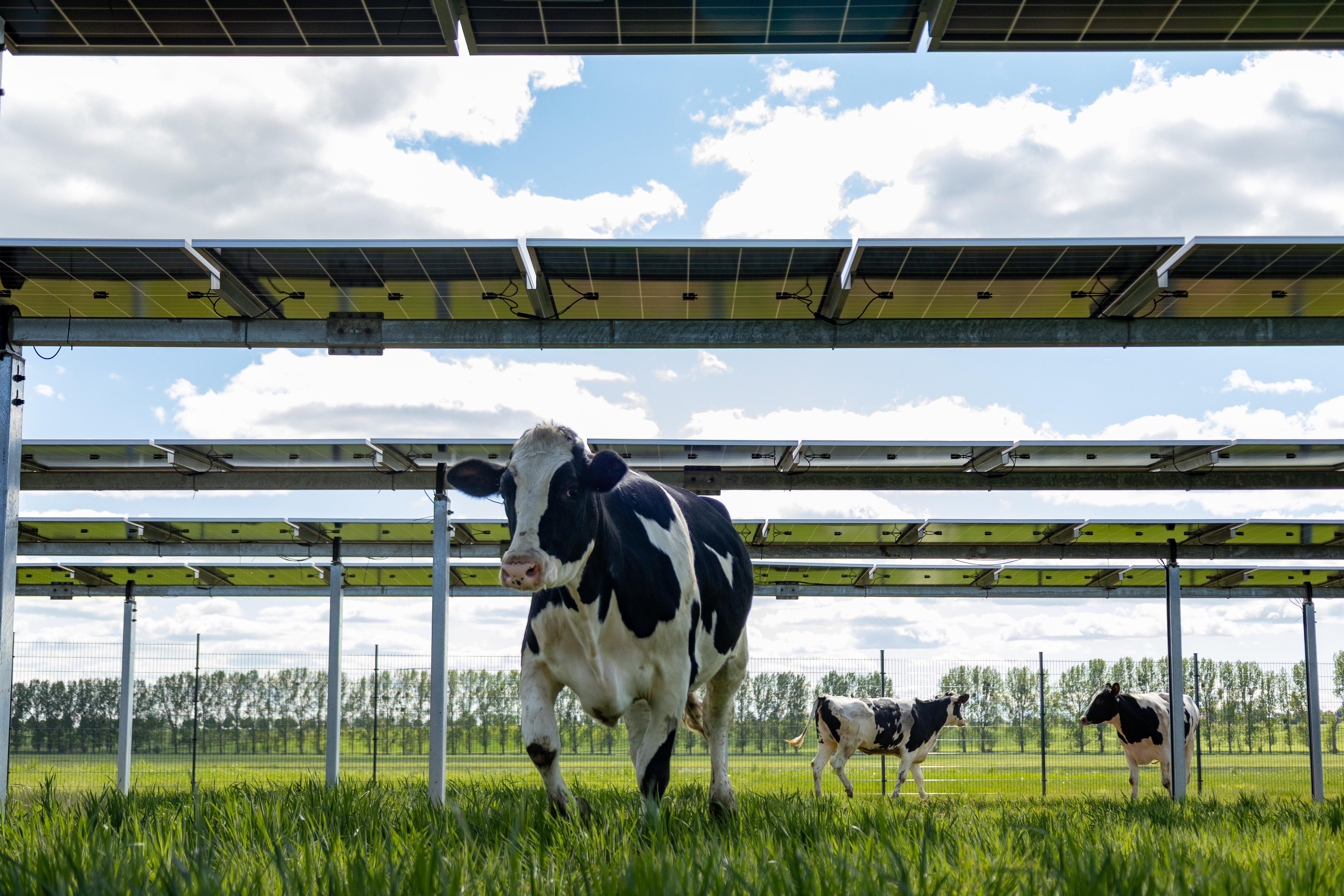 Häufige Fragen - Agri-Photovoltaik