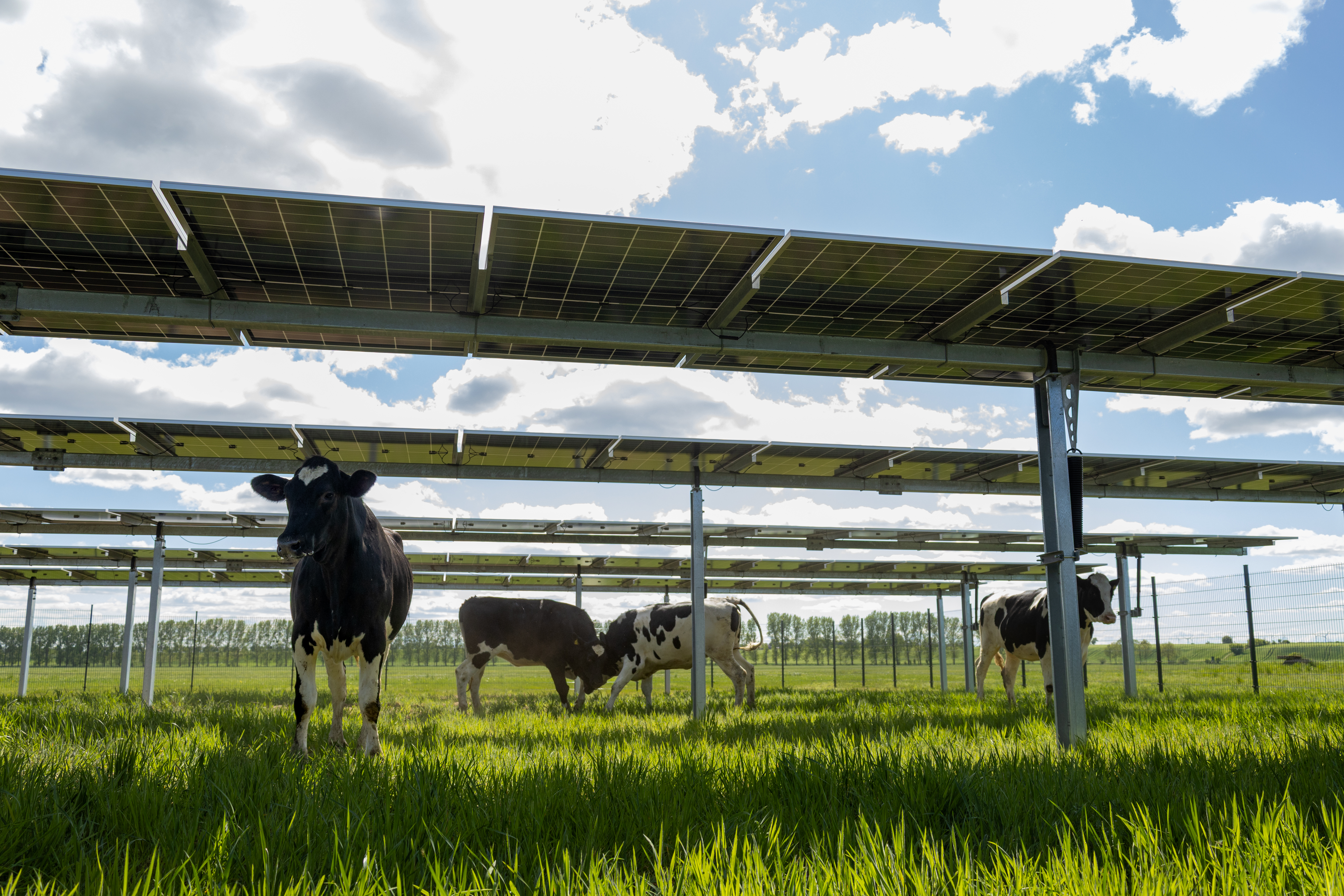 Agri-Photovoltaik 3