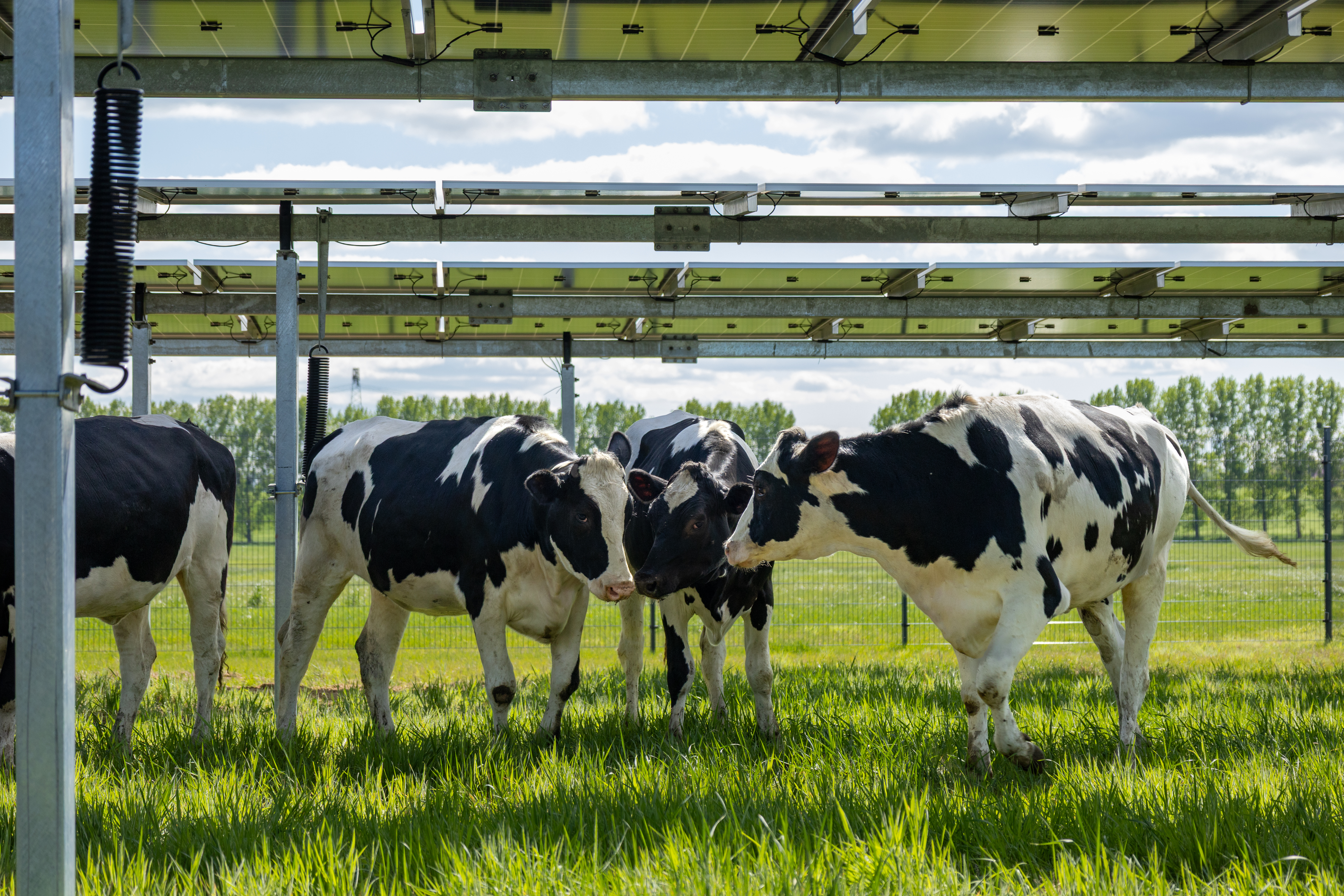 Agri-Photovoltaik 4
