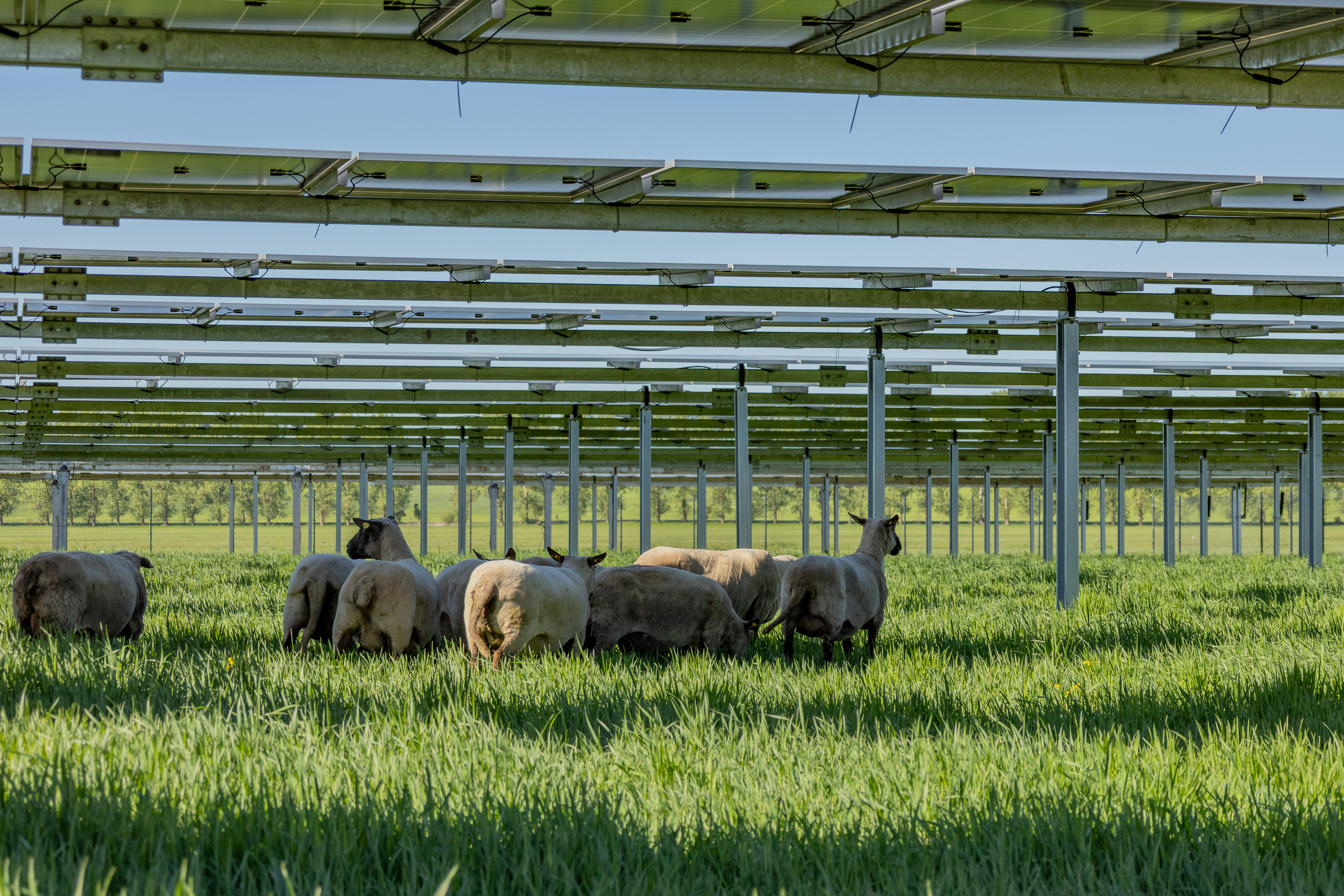 Agri-Photovoltaik 3