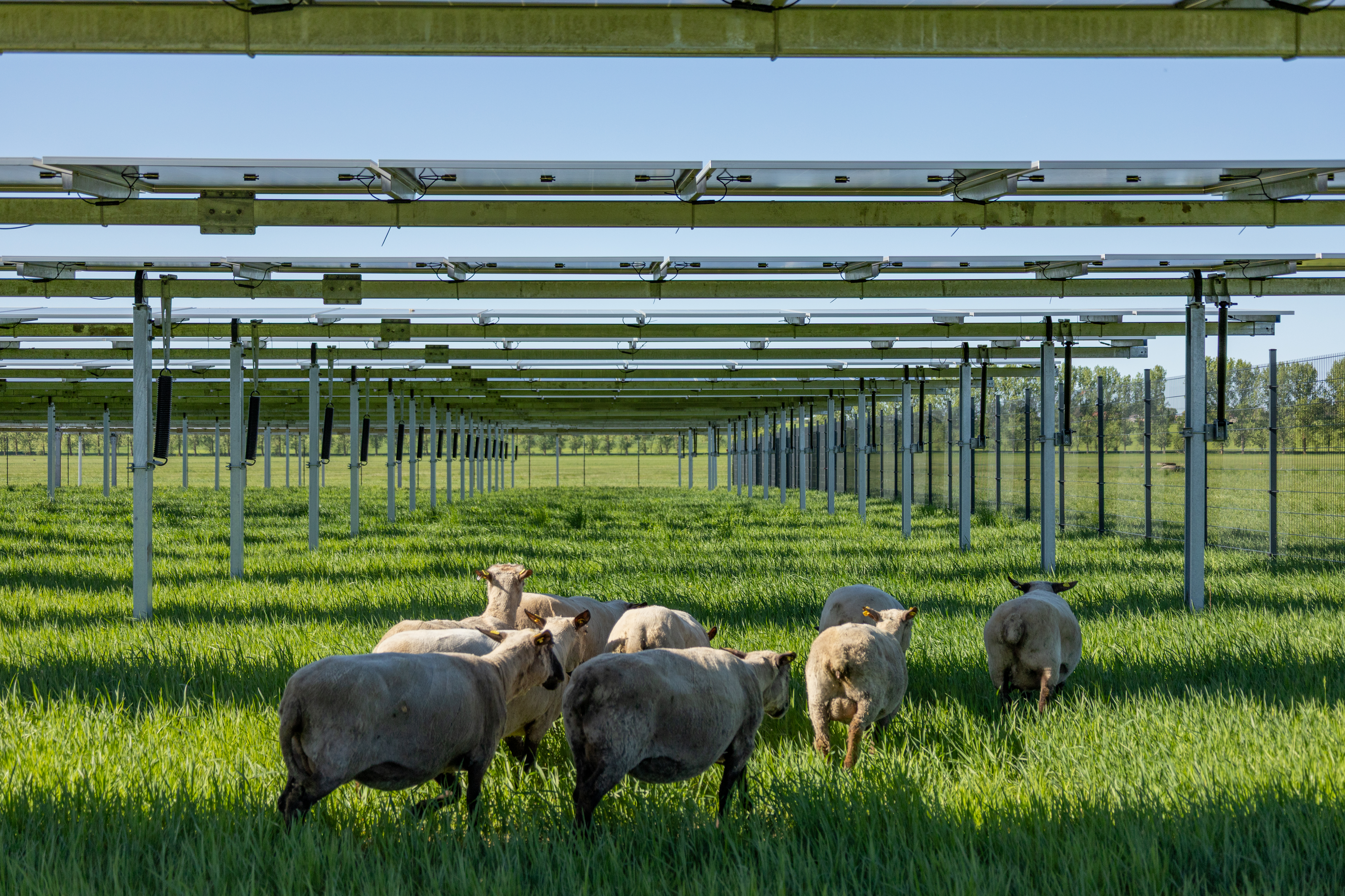Agri-Photovoltaik 3