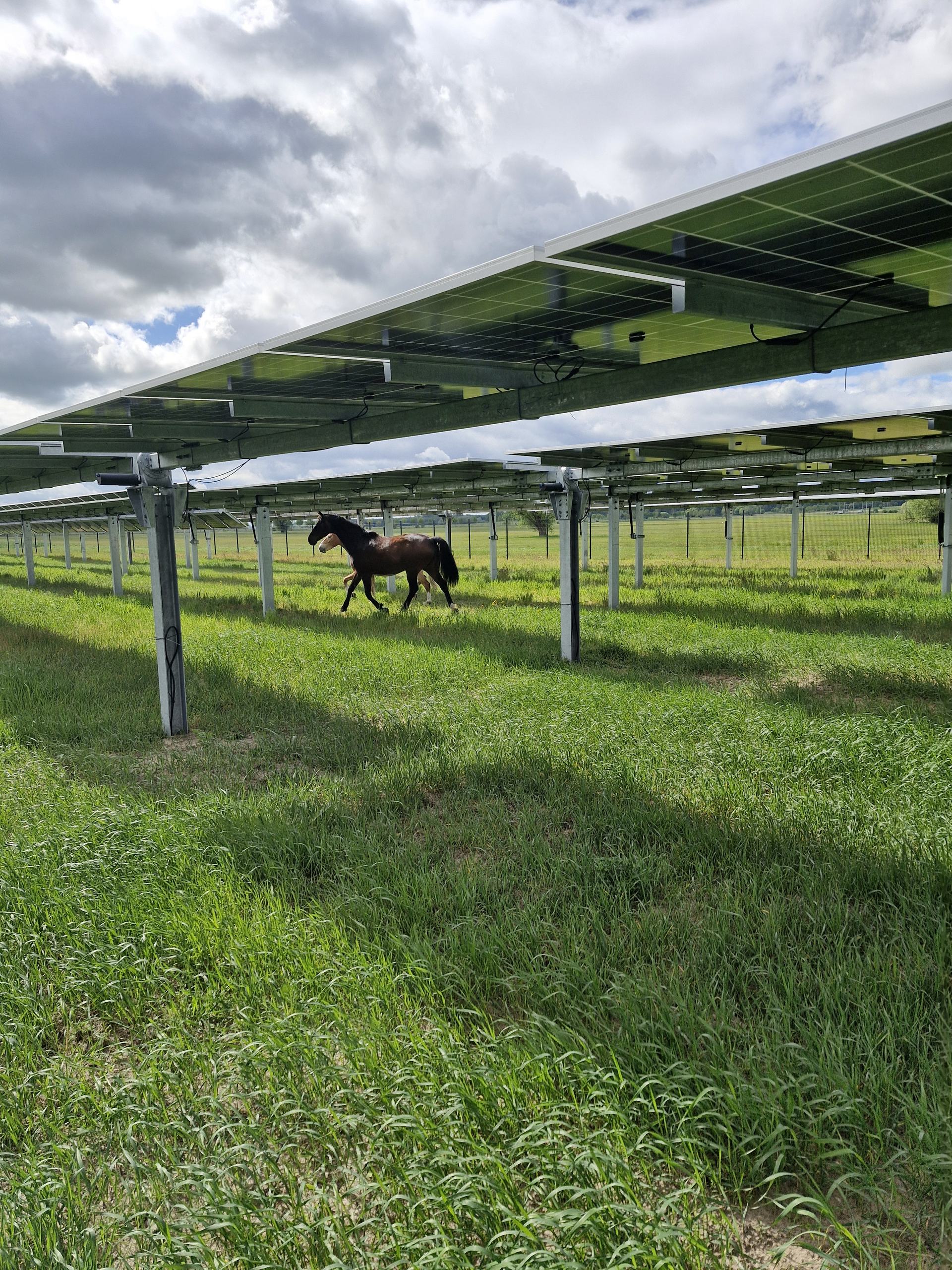 Agri-Photovoltaik Anlage auf landwirtschaftlicher Fläche