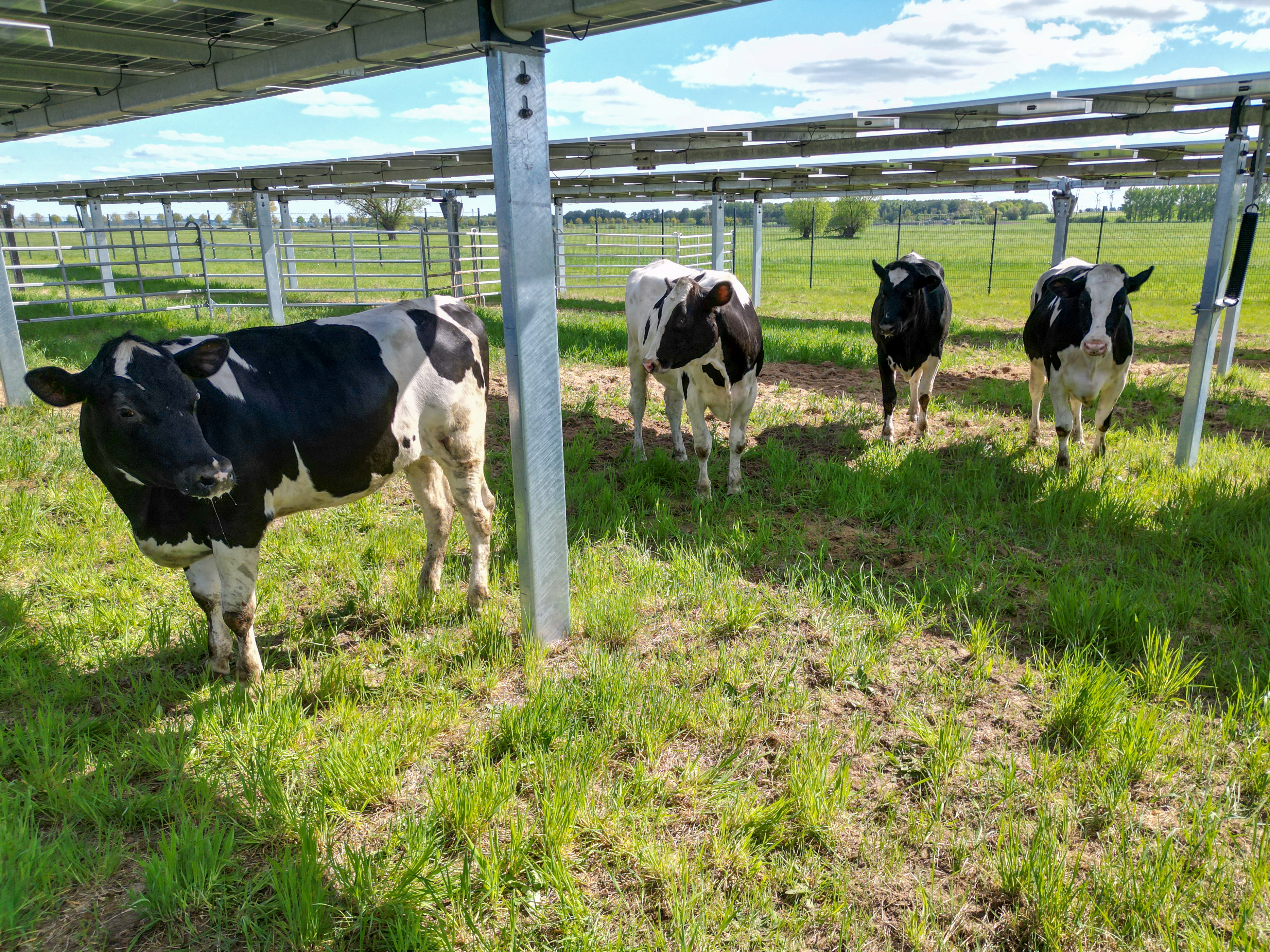 Agri-Photovoltaik 1