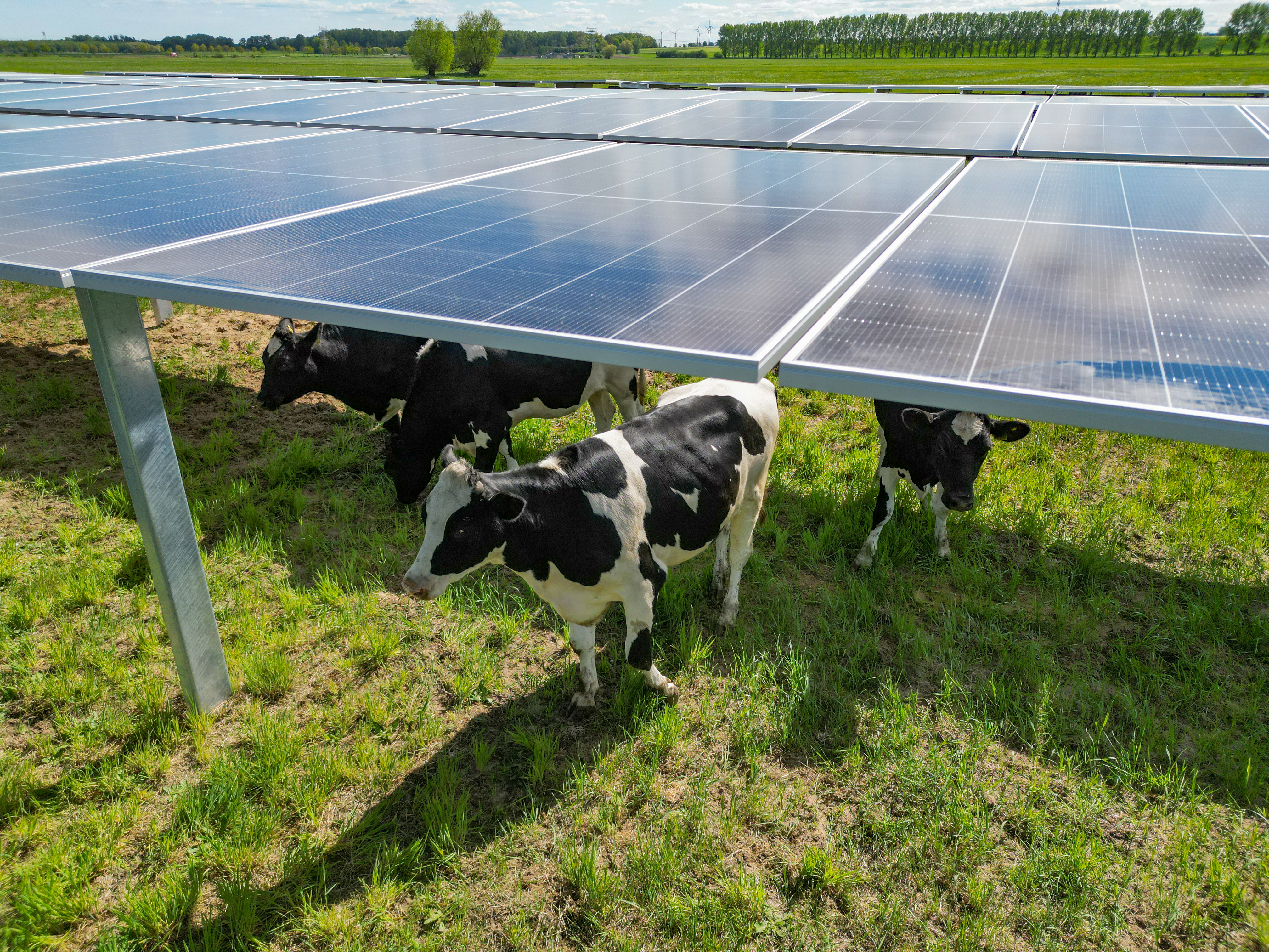Agri-Photovoltaik 5