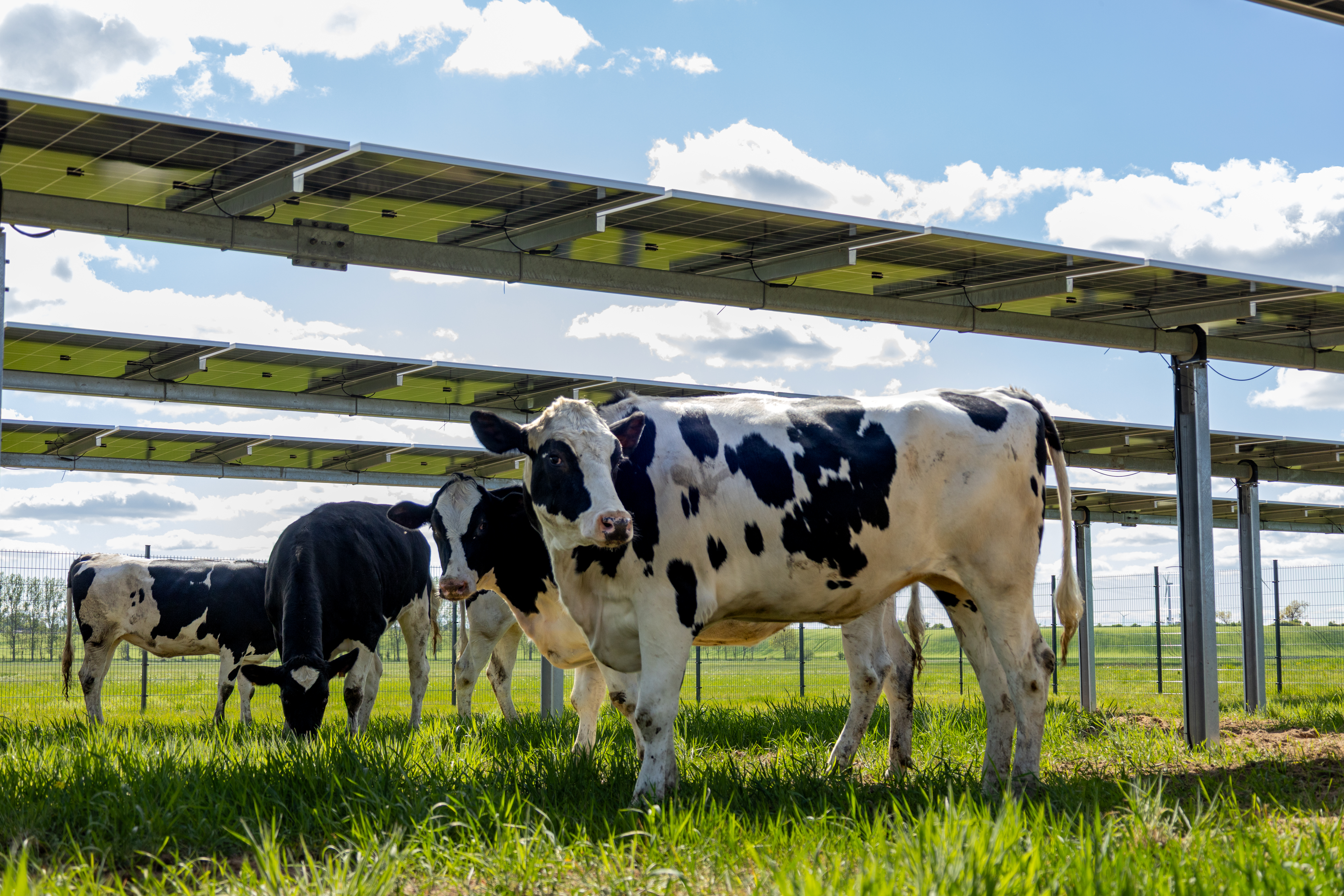 Agri-PV Projekt hero-15.jpg