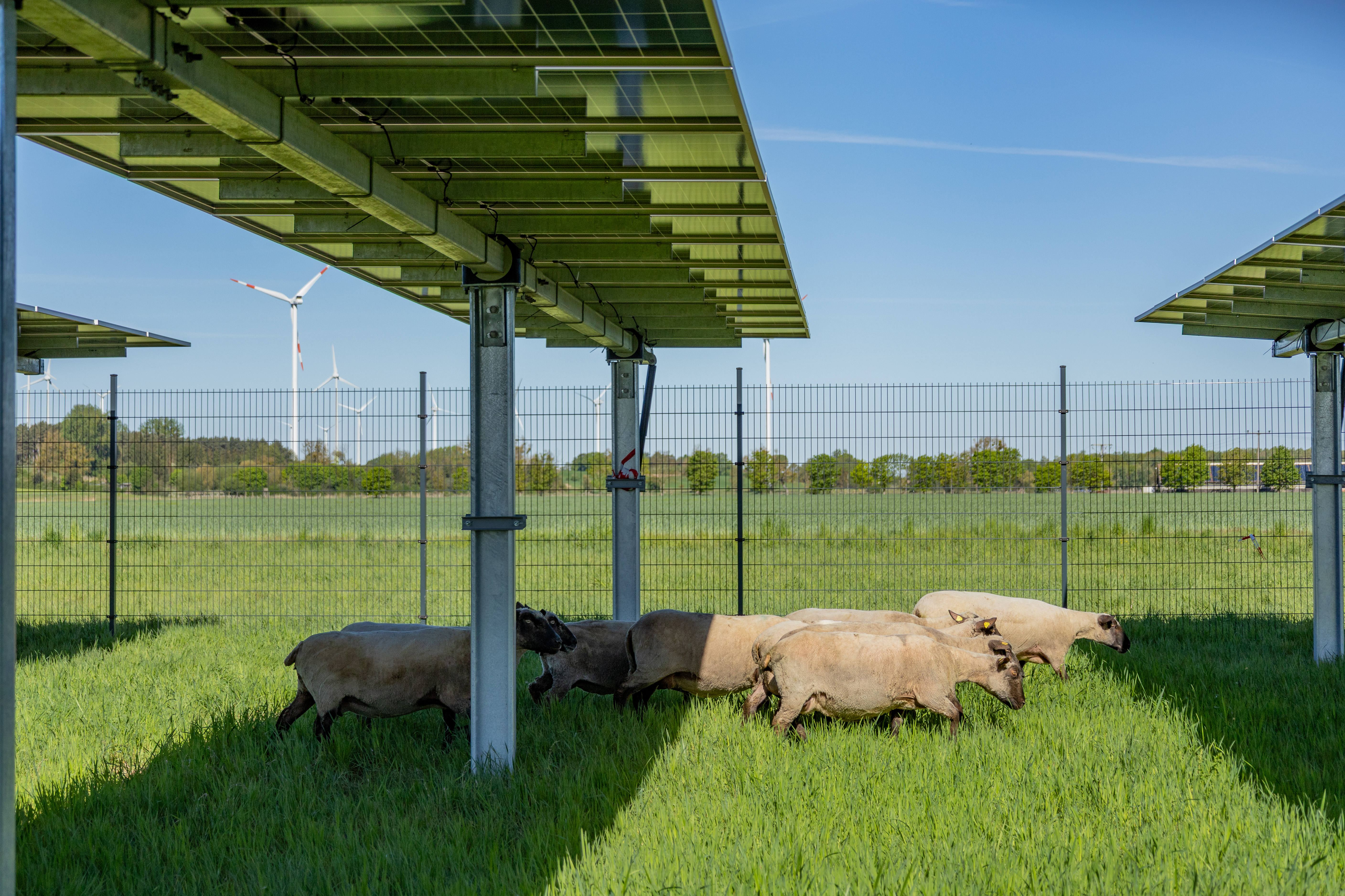 Agri-PV Projekt hero-21.jpg