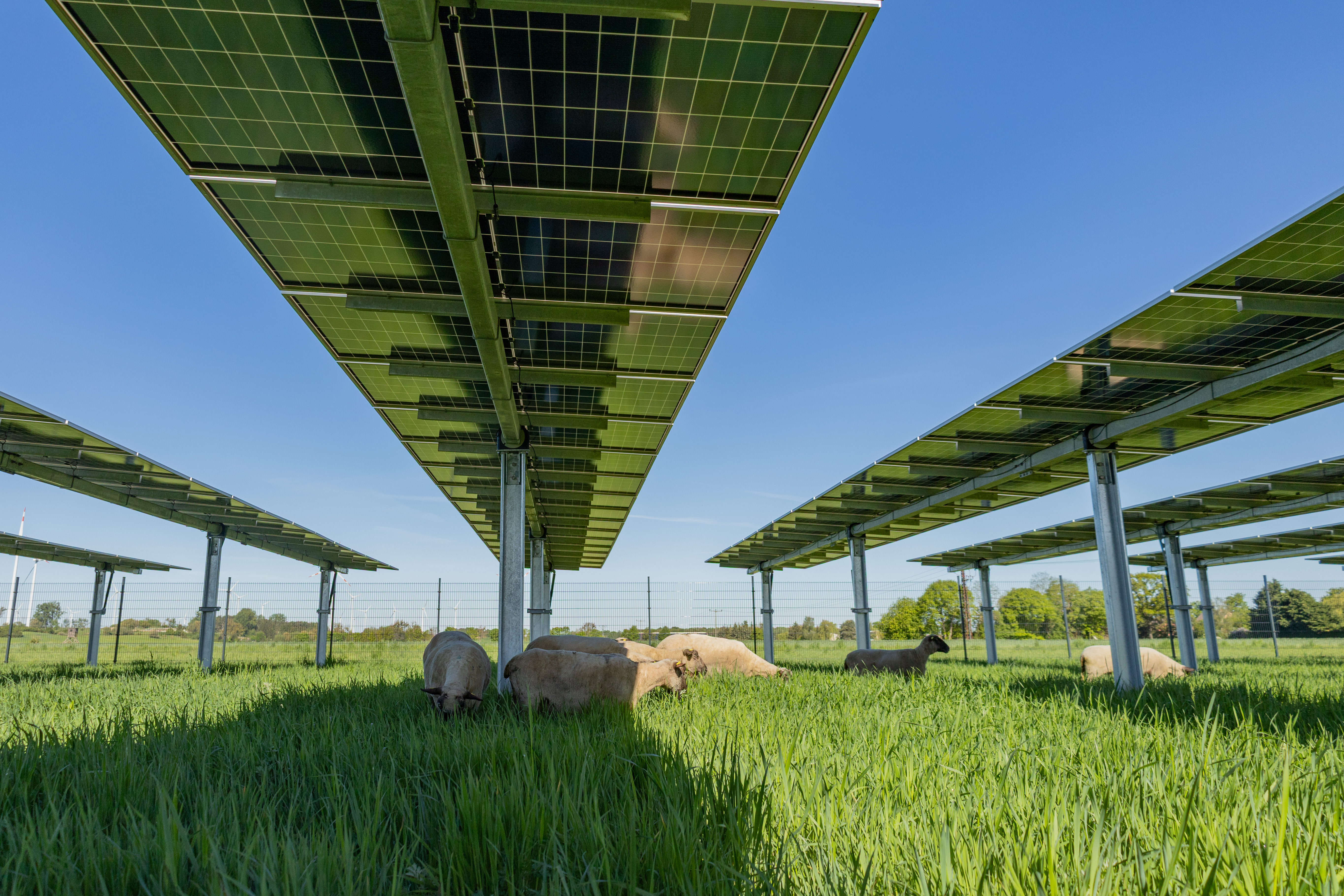 Agri-PV Projekt hero-23.jpg