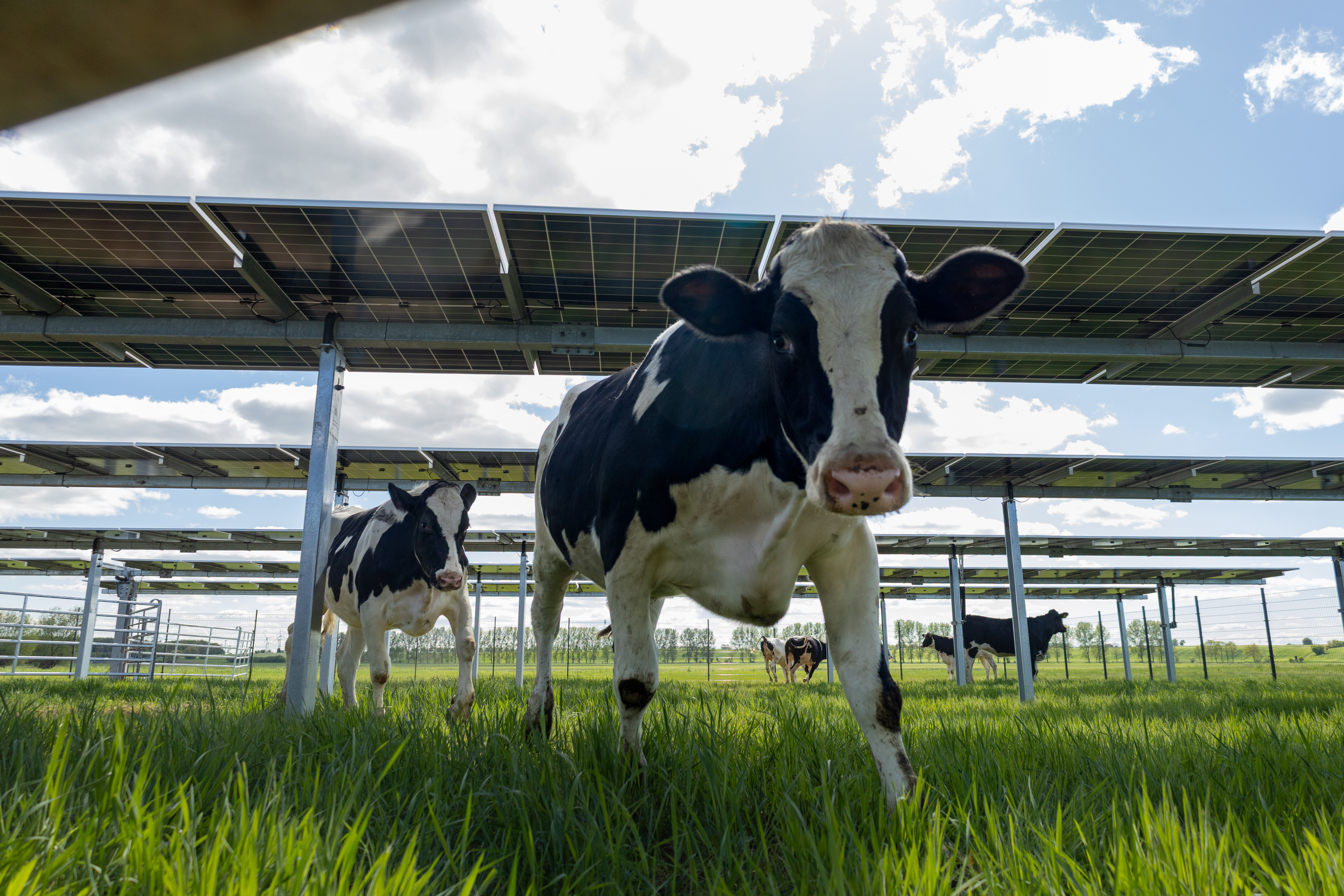 Agri-PV Projekt hero.jpg