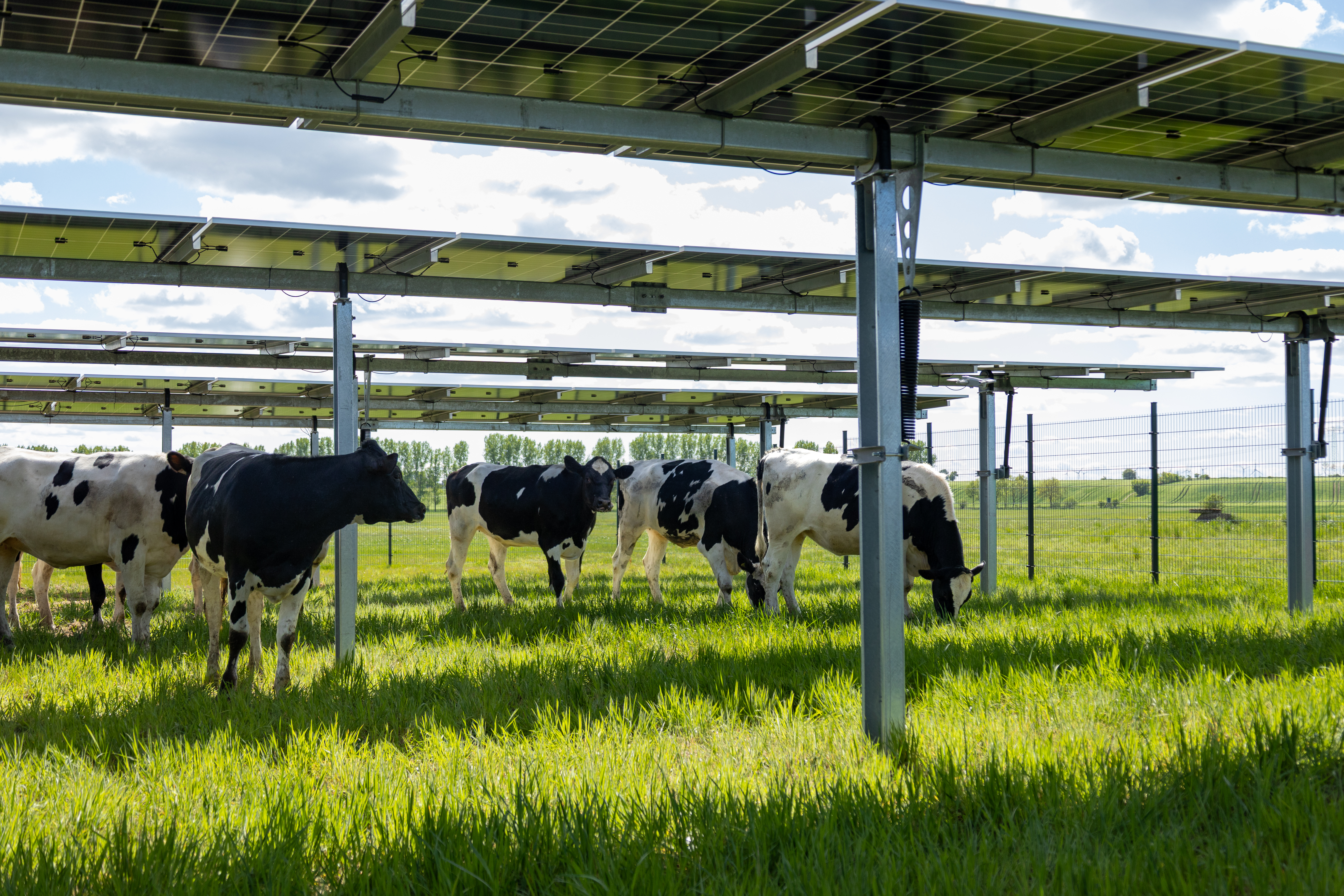 Agri-Photovoltaik 4
