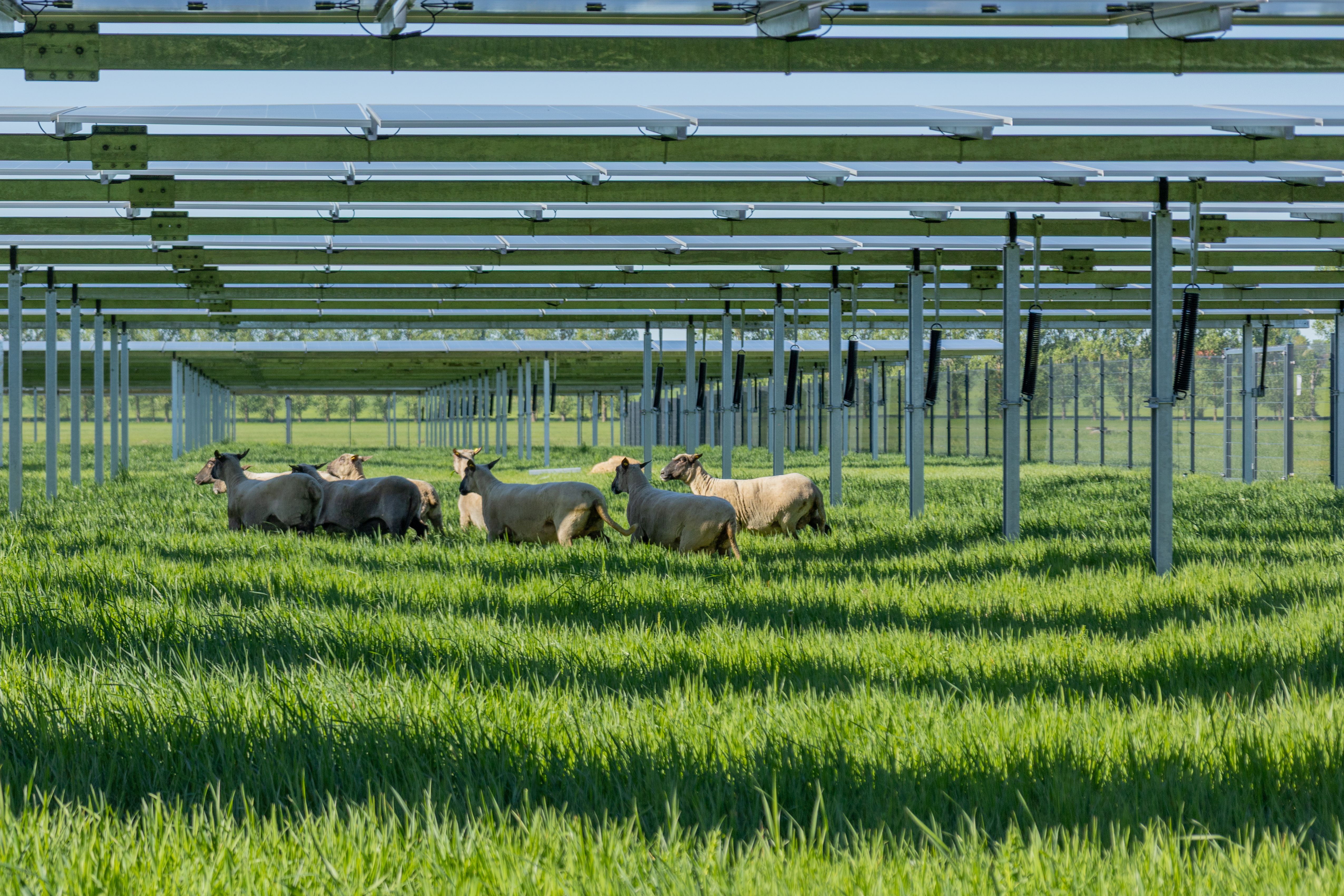 Agri-Photovoltaik 4
