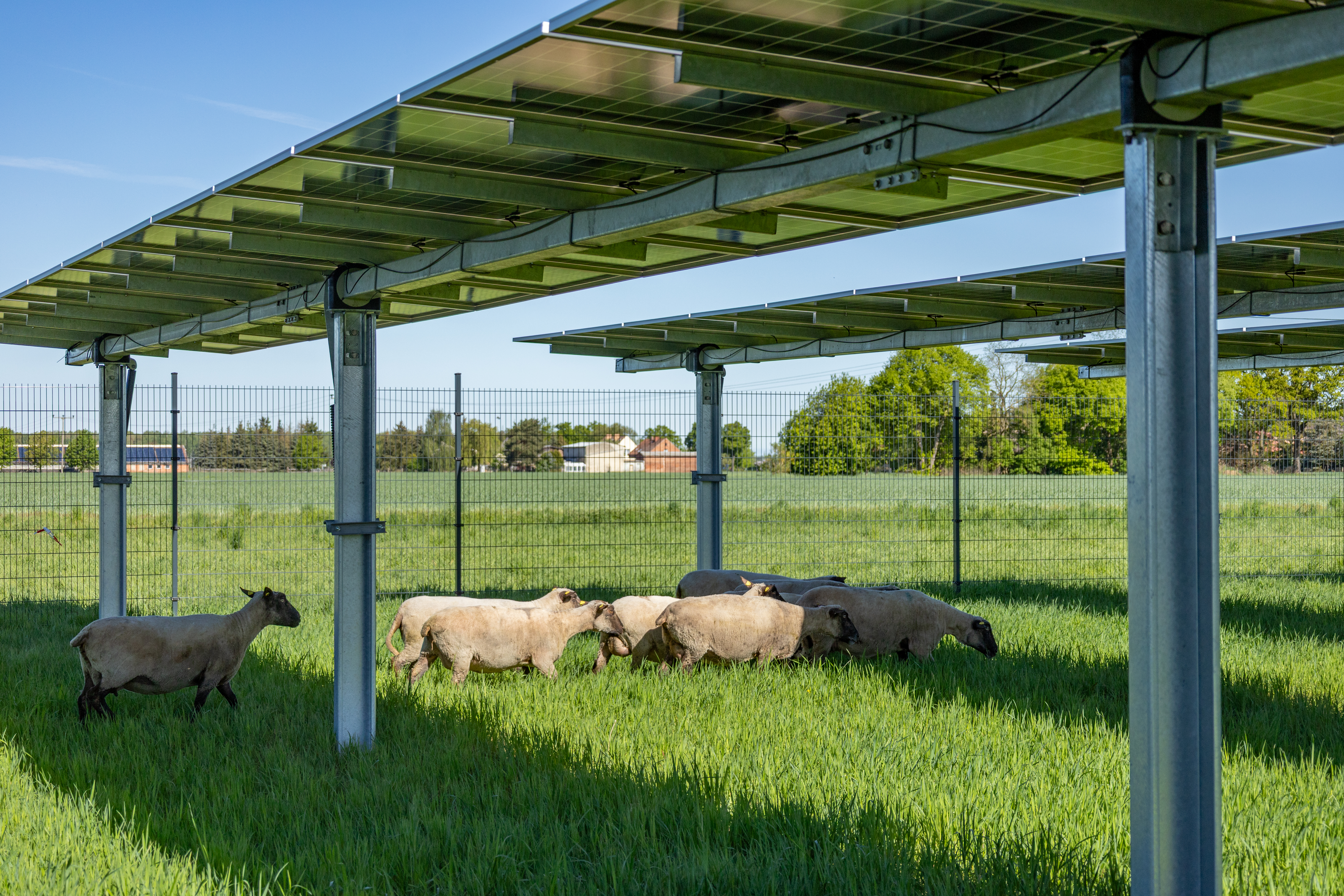 Agri-Photovoltaik 2