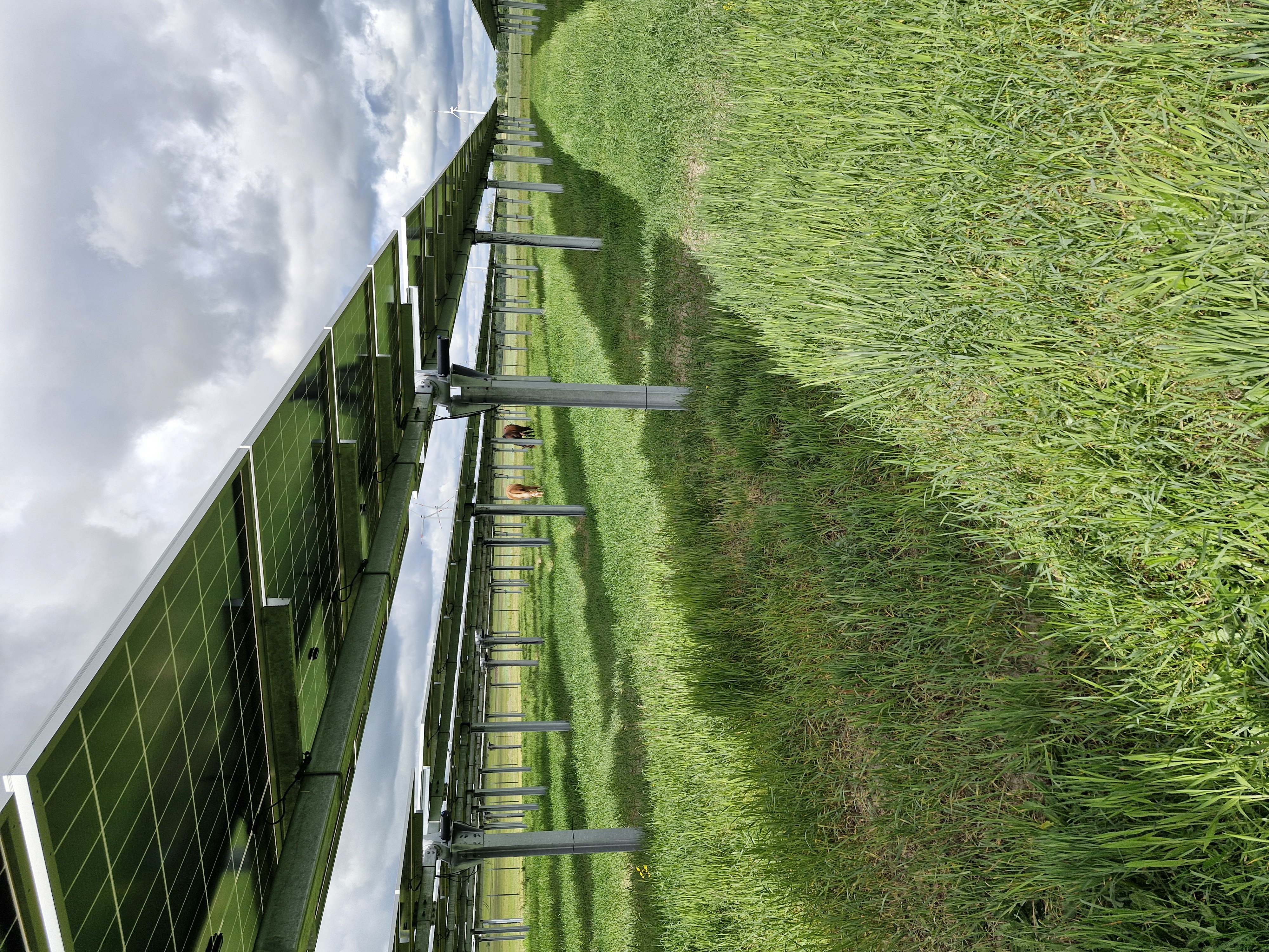 Agri-Photovoltaik 5