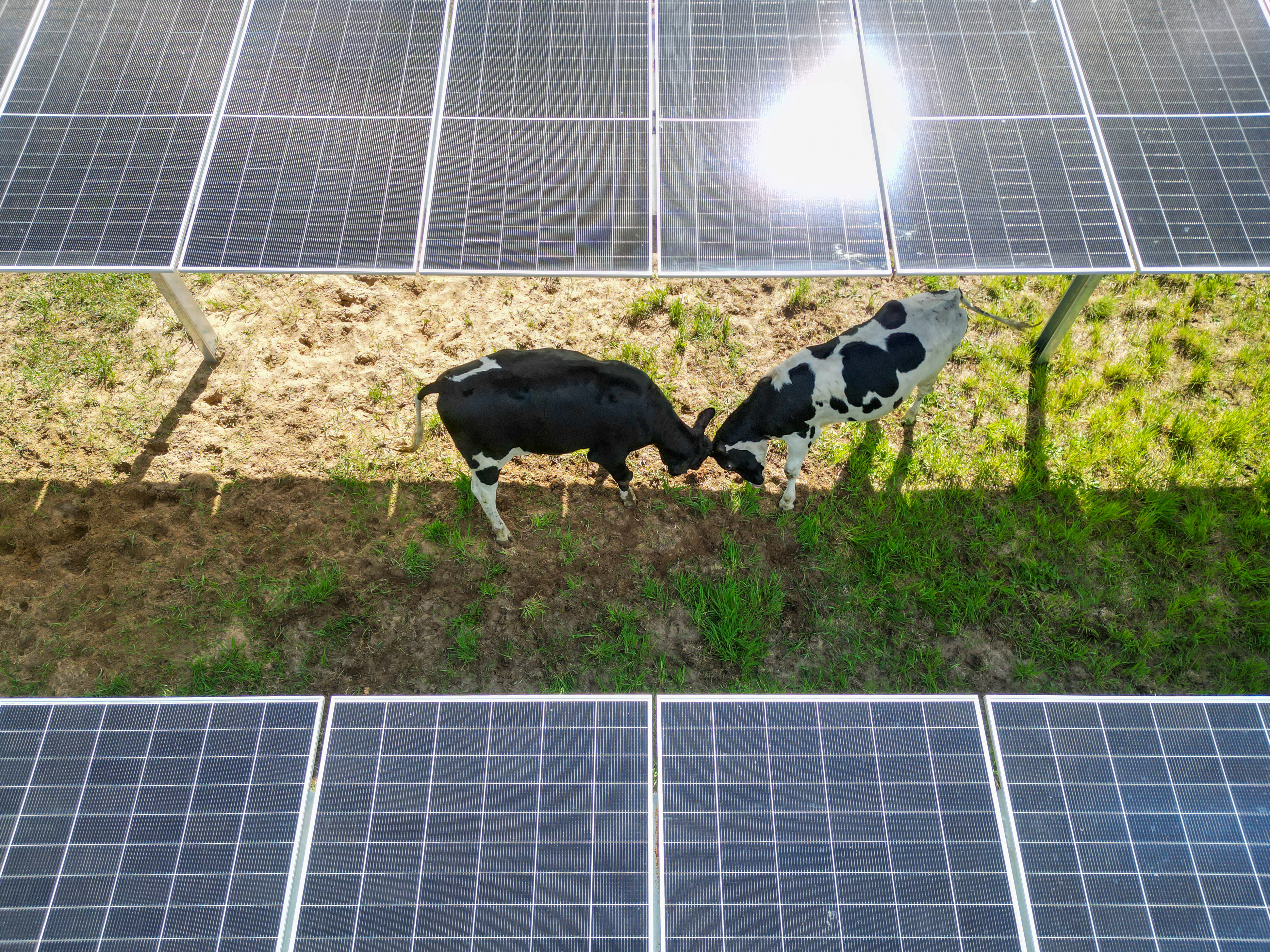 Kostenlose Flächenbewertung - Agri-Photovoltaik